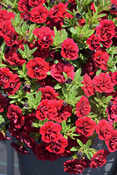 Superbells Double Ruby Calibrachoa (Calibrachoa 'USCAL83901') at Mainescape Nursery