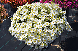 Superbells Over Easy Calibrachoa (Calibrachoa 'KLECA16314') at Mainescape Nursery