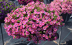 Superbells Rising Star Calibrachoa (Calibrachoa 'KLECA16006') at Mainescape Nursery