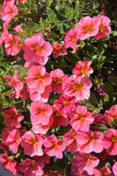 Superbells Tropical Sunrise Calibrachoa (Calibrachoa 'INCALTRSUN') at Mainescape Nursery