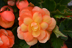 Illumination Apricot Shades Begonia (Begonia 'Illumination Apricot Shades') at Mainescape Nursery