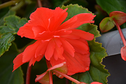 Illumination Rose Begonia (Begonia 'Illumination Rose') at Mainescape Nursery