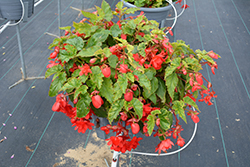 Illumination Rose Begonia (Begonia 'Illumination Rose') at Mainescape Nursery