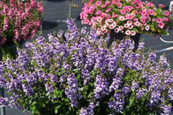 Serenita Sky Blue Angelonia (Angelonia angustifolia 'Serenita Sky Blue') at Mainescape Nursery