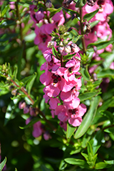 Serena Rose Angelonia (Angelonia angustifolia 'PAS1180775') at Mainescape Nursery