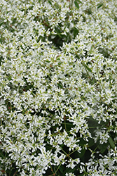 Diamond Snow Euphorbia (Euphorbia 'INCHADIACL') at Mainescape Nursery