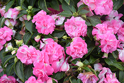 Rockapulco Rose Impatiens (Impatiens 'BALOLESTOP') at Mainescape Nursery