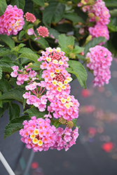 Luscious Pinkberry Blend Lantana (Lantana camara 'Luscious Pinkberry Blend') at Mainescape Nursery