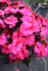 Infinity Blushing Lilac New Guinea Impatiens (Impatiens hawkeri 'Visinfblla') at Mainescape Nursery