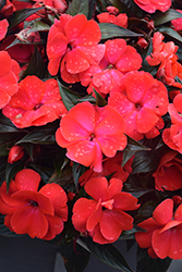 Infinity Cherry Red New Guinea Impatiens (Impatiens hawkeri 'Visinfchrimp') at Mainescape Nursery