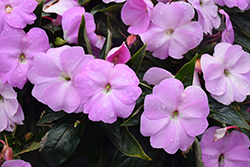 Infinity Lavender New Guinea Impatiens (Impatiens hawkeri 'Infinity Lavender') at Mainescape Nursery