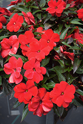 Infinity Red New Guinea Impatiens (Impatiens hawkeri 'Vinfsalbis') at Mainescape Nursery