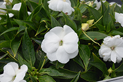 Infinity White New Guinea Impatiens (Impatiens hawkeri 'Visinfwhiimp') at Mainescape Nursery