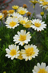 Bright Lights Double Moonglow African Daisy (Osteospermum 'Bright Lights Double Moonglow') at Mainescape Nursery