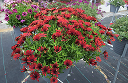 Bright Lights Red African Daisy (Osteospermum 'Bright Lights Red') at Mainescape Nursery