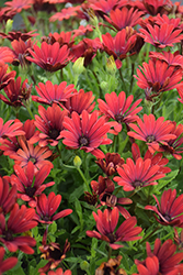 Bright Lights Red African Daisy (Osteospermum 'Bright Lights Red') at Mainescape Nursery