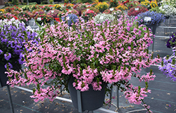 Whirlwind Pink Fan Flower (Scaevola aemula 'Whirlwind Pink') at Mainescape Nursery