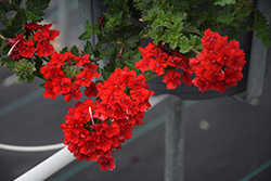 Superbena Royale Red Verbena (Verbena 'AKIV5-4') at Mainescape Nursery