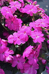 SunPatiens Compact Lilac New Guinea Impatiens (Impatiens 'SunPatiens Compact Lilac') at Mainescape Nursery