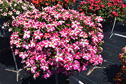 Amore Pink Heart (Petunia 'Amore Pink Heart') at Mainescape Nursery