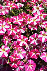 Amore Pink Heart Petunia (Petunia 'Amore Pink Heart') at Mainescape Nursery
