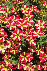 Amore Queen of Hearts Petunia (Petunia 'Amore Queen of Hearts') at Mainescape Nursery