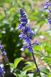 Rockin' Playin' The Blues Salvia (Salvia 'Balsamispim') at Mainescape Nursery