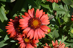 SpinTop Red Blanket Flower (Gaillardia aristata 'SpinTop Red') at Mainescape Nursery
