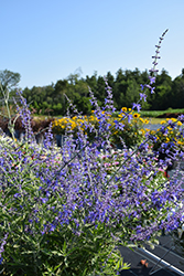 Crazy Blue Russian Sage (Perovskia atriplicifolia 'Crazy Blue') at Mainescape Nursery