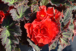 Nonstop Mocca Red Begonia (Begonia 'Nonstop Mocca Red') at Mainescape Nursery