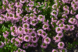 Whirlwind Pink Fan Flower (Scaevola aemula 'Whirlwind Pink') at Mainescape Nursery