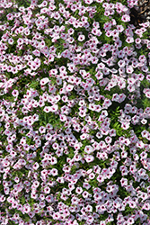 Supertunia Mini Vista Pink Star Petunia (Petunia 'USTUNJ2401') at Mainescape Nursery