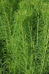 Narrowleaf Ironweed (Vernonia lettermannii) at Mainescape Nursery