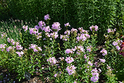 Luminary Opalescence Garden Phlox (Phlox paniculata 'Opalescence') at Mainescape Nursery