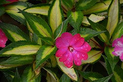 SunPatiens Compact Tropical Rose New Guinea Impatiens (Impatiens 'SunPatiens Compact Tropical Rose') at Mainescape Nursery