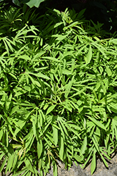 Sweet Caroline Medusa Green Sweet Potato Vine (Ipomoea batatas 'Sweet Caroline Medusa Green') at Mainescape Nursery