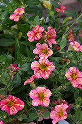 Superbells Tropical Sunrise Calibrachoa (Calibrachoa 'INCALTRSUN') at Mainescape Nursery