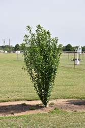 White Pillar Rose of Sharon (Hibiscus syriacus 'Gandini van Aart') at Mainescape Nursery