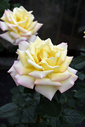 Peace Rose (Rosa 'Peace') at Mainescape Nursery