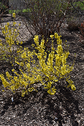 Show Off Sugar Baby Forsythia (Forsythia x intermedia 'NIMBUS') at Mainescape Nursery