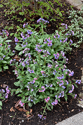 Pretty In Pink Lungwort (Pulmonaria 'Pretty In Pink') at Mainescape Nursery