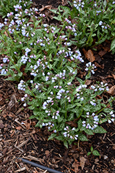 Twinkle Toes Lungwort (Pulmonaria 'Twinkle Toes') at Mainescape Nursery