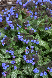 Pink-A-Blue Lungwort (Pulmonaria 'Pink-A-Blue') at Mainescape Nursery