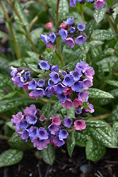 Pretty In Pink Lungwort (Pulmonaria 'Pretty In Pink') at Mainescape Nursery