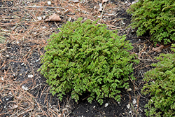 Chantilly Lace Goatsbeard (Aruncus 'Chantilly Lace') at Mainescape Nursery