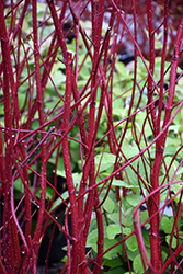 Bailey Red-Twig Dogwood (Cornus baileyi) at Mainescape Nursery