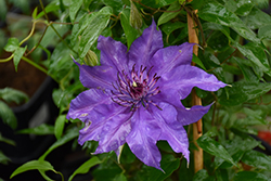 Edda Clematis (Clematis 'Evipo074') at Mainescape Nursery