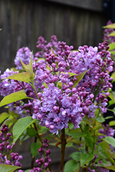 Scentara Double Blue Lilac (Syringa x hyacinthiflora 'SMNSHBBL') at Mainescape Nursery