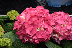 Summer Crush Hydrangea (Hydrangea macrophylla 'Bailmacfive') at Mainescape Nursery