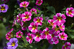 Superbells Rising Star Calibrachoa (Calibrachoa 'KLECA16006') at Mainescape Nursery